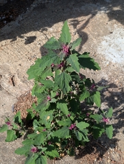 Chenopodium giganteum, photograph author not stated, no rights reserved
