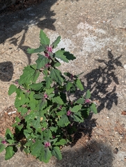 Chenopodium giganteum, photograph author not stated, no rights reserved