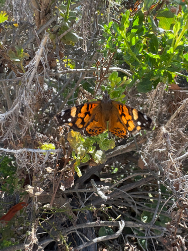 iNaturalist observation photo of West Coast Lady