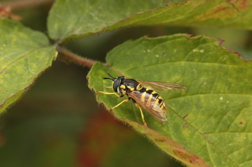 Large Meadow Fly, Echt, Nederland, photo 10 of 10