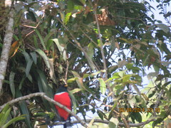 Trogon mexicanus