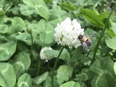 Anthophila