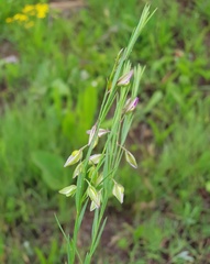 Polygala refracta