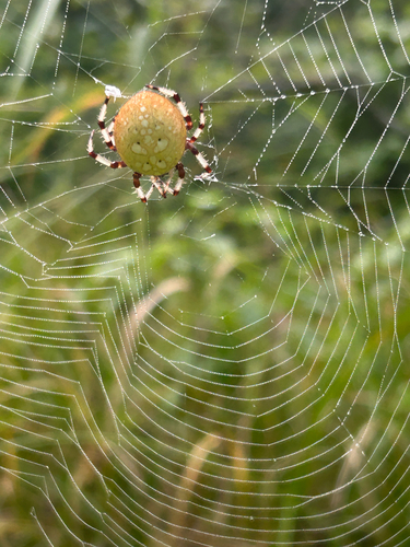Shamrock Orbweaver