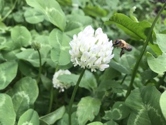 Anthophila