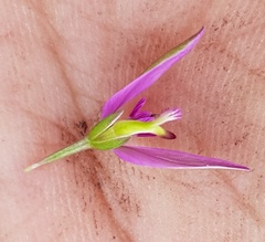 Polygala refracta