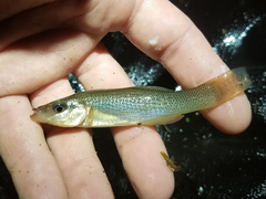 Fundulus seminolis