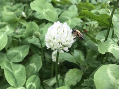Anthophila