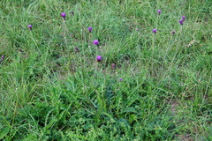 Cirsium tuberosum