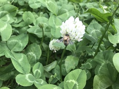 Anthophila