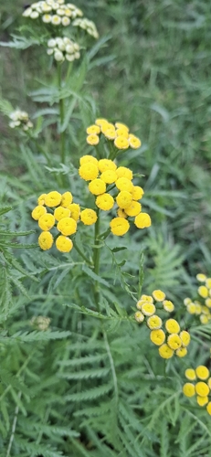 tansy