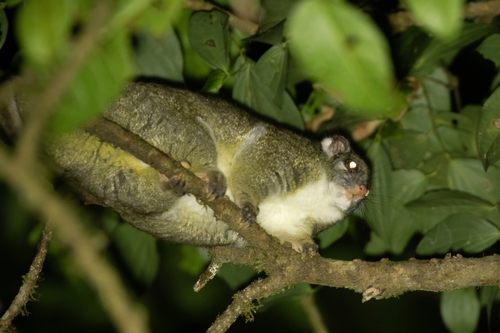 Green Ringtail