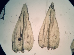 Eurhynchiastrum pulchellum
