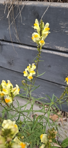 common toadflax