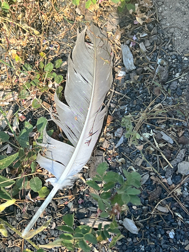iNaturalist observation photo of Birds