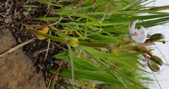 Eulophia zeyheriana