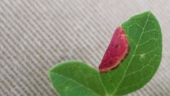 Exobasidium vaccinii