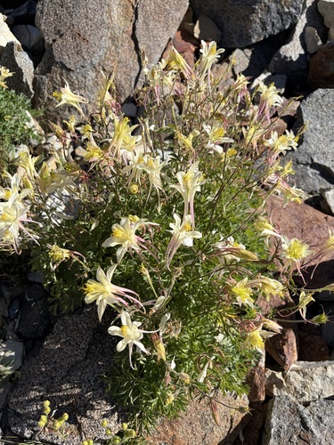 Aquilegia pubescens, photograph 5