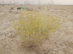 Haplophyllum tuberculatum