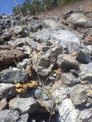 Streptanthus vimineus