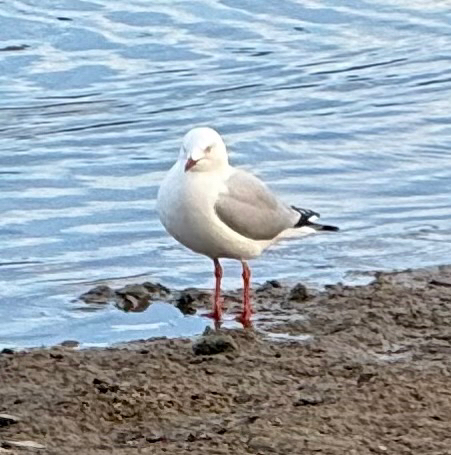 Silver Gull