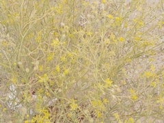 Haplophyllum tuberculatum