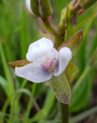 Eulophia zeyheriana