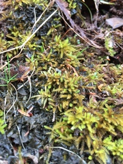 Eurhynchiastrum pulchellum