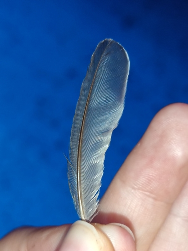 Plume de Rougegorge familier