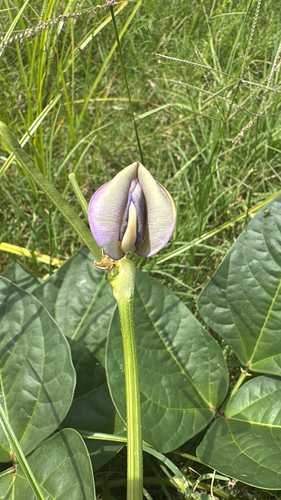 Vigna unguiculata observed 2026-08-08