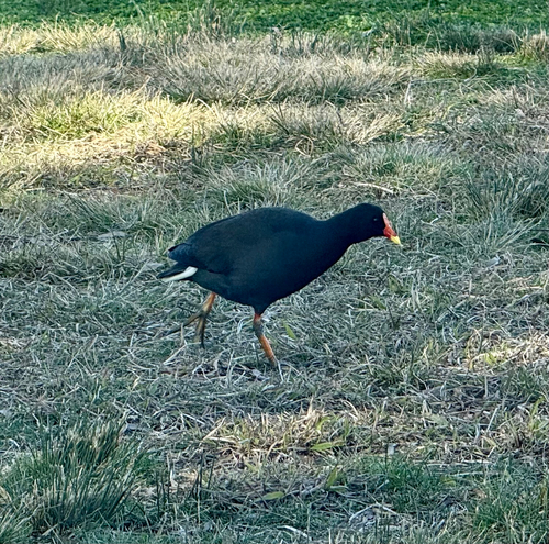 Dusky Moorhen