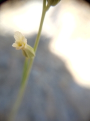 Streptanthus vimineus