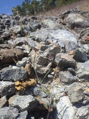 Streptanthus vimineus