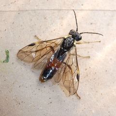 Aglaostigma aucupariae