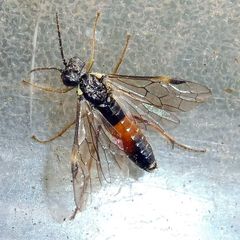 Aglaostigma aucupariae