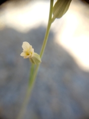 Streptanthus vimineus