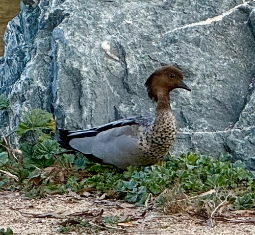 Australian Wood Duck
