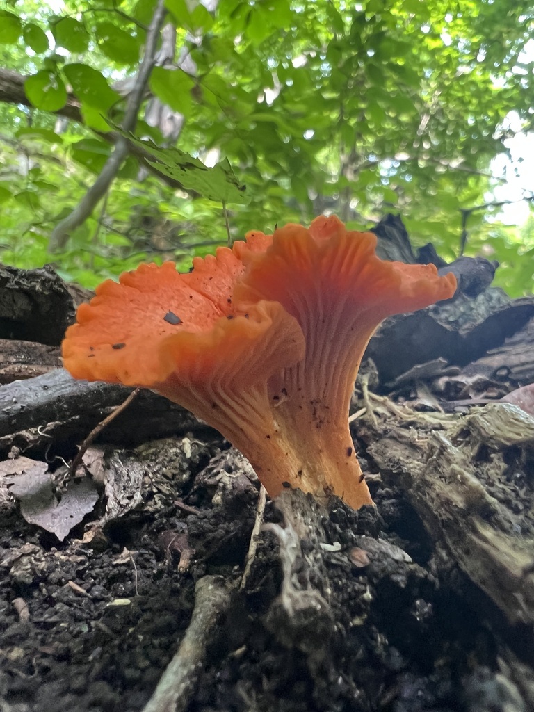 Red Chanterelle · August 2026 · photo: Photo: no rights reserved · iNaturalist