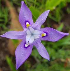 Moraea inclinata