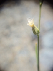 Streptanthus vimineus