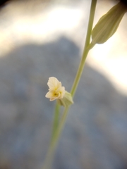 Streptanthus vimineus