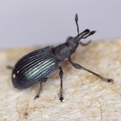 Perapion hydrolapathi