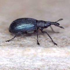 Perapion hydrolapathi