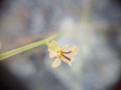 Streptanthus vimineus