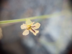 Streptanthus vimineus