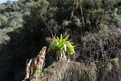 (c) Gabriel Albelda, some rights reserved (CC BY) Tillandsia australis, photograph (c) Gabriel Albelda, some rights reserved (CC BY)