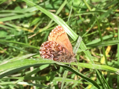 Callophrys eryphon
