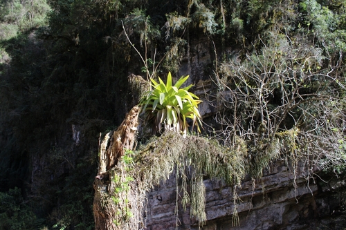 Tillandsia australis, photograph 3