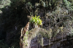 (c) Gabriel Albelda, some rights reserved (CC BY) Tillandsia australis, photograph (c) Gabriel Albelda, some rights reserved (CC BY)