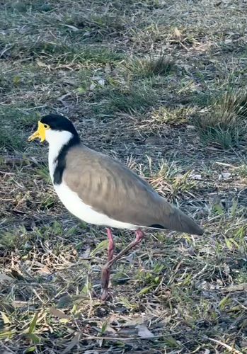 Black-shouldered Masked Lapwing